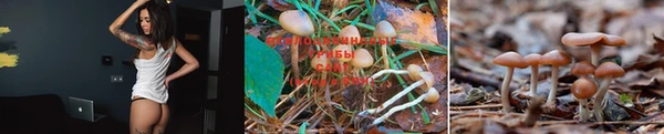 прущая мука Пересвет