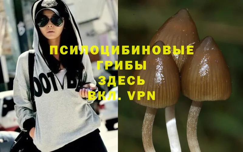 Псилоцибиновые грибы Magic Shrooms  купить наркоту  Заволжье 