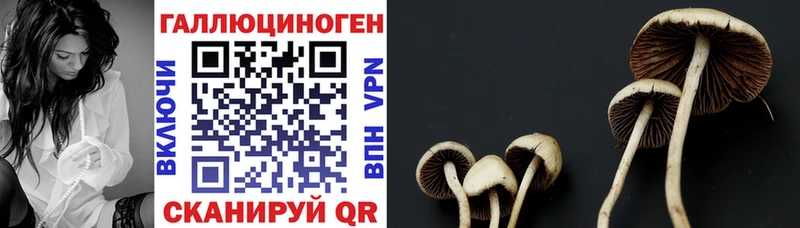 цена   Заволжье  Галлюциногенные грибы прущие грибы 